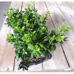 Buxus sempervirens tfe-h30-b6