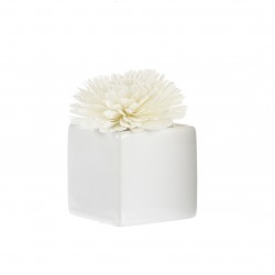 Fleur De Goatier Blanc...