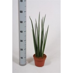 Sansevieria bacularis...