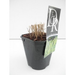 Hakonechloa macra aureola...