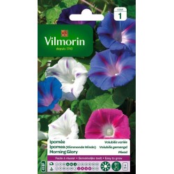 VILMORIN IPOMÉE Volubilis...