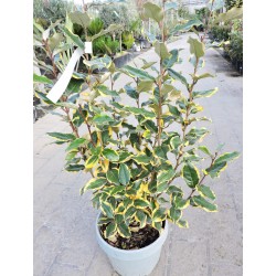 Elaeagnus ebbingei viveleg...