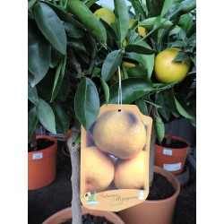 Mandarinier satsuma...