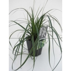 Carex oshimensis everlime...