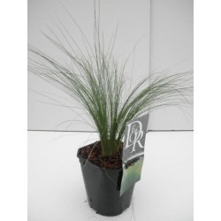 Stipa tenuifolia ponytails...