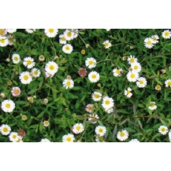 Erigeron Blc-Rose C0.65L