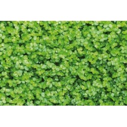 Soleirolia Soleirolii C0.65L