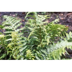 Dryopteris C0.65L