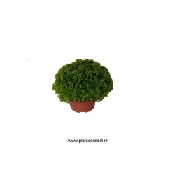 Selaginella apoda h10-p6