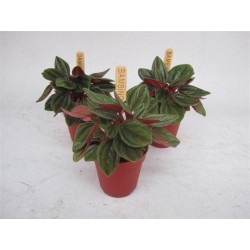 Peperomia rosso bambino h10-p6