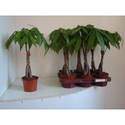 Pachira aquatica tress-h45-p13