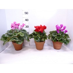 Cyclamen tfe-5/6flr-p15-tc