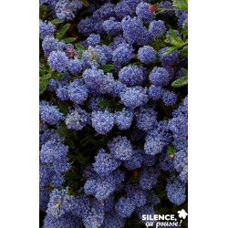 Ceanothus Concha Tfe-C4.5L