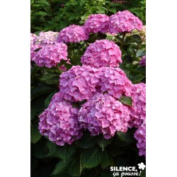 Hortensia Benelux Rose...