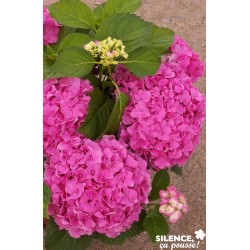 Hortensia Freundenstein...