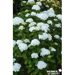 Hydrangea Macrophylla Soeur...