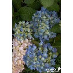 Hortensia Mathilda Gutges...