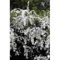 Spiraea Vanhouttei Tfe-C4.5L