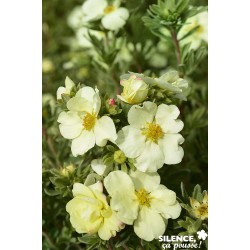 Potentilla Fruticosa...