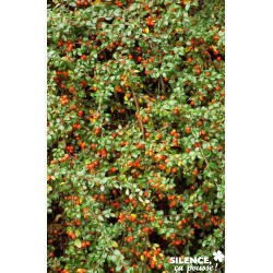 Cotoneaster Skogholm...