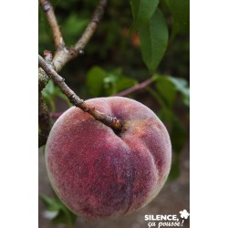 Pecher Vigne...
