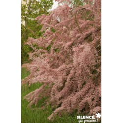Tamarix Tetrandra Tfe-C10L