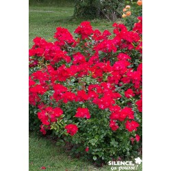 Rosier Pink Flash® Tfe-C4.5L