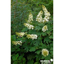 Hydrangea Quercifolia...