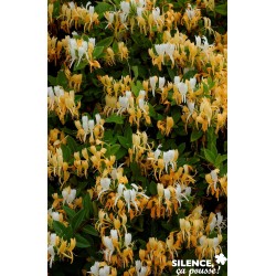 Lonicera Japonica Halliana...