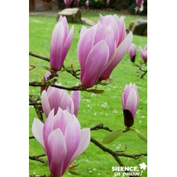 Magnolia Soulangeana Andre...