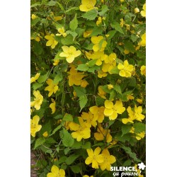 Kerria Japonica Golden...