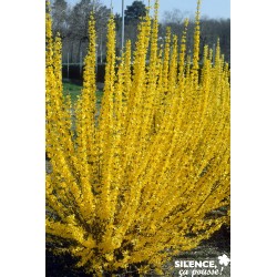 Forsythia Intermedia...