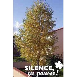 Betula Verrucosa Baliv-C4.5L