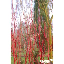 Cornus Alba Baton Rge®...