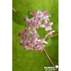 Deutzia Hybrida Mont Rose...