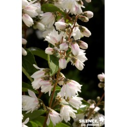 Deutzia Scabra Pride Of...