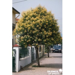 Ligustrum Japonicum 60/80-C4L