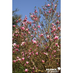 Magnolia Star Wars Tfe-C4.5L