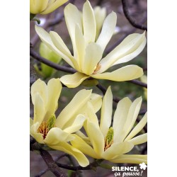 Magnolia Butterflies...