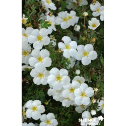 Potentilla Fruticosa...