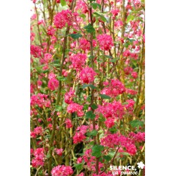 Ribes S.Pulborough Select...