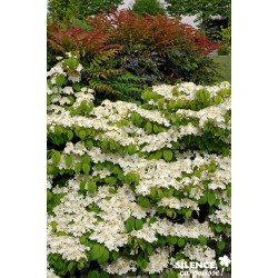 Viburnum Plicatum Mariesii...