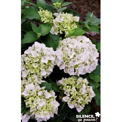 Hortensia Immaculata...