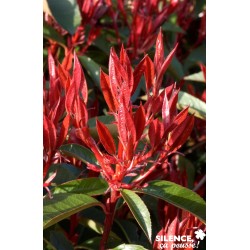 Photinia Fraseri Red Robin...