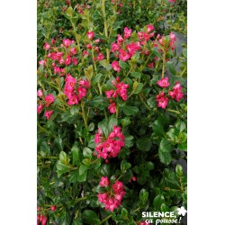 Escallonia Pride Of Donard...