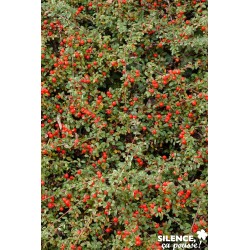 Cotoneaster Dammeri Coral...