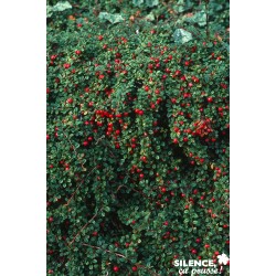 Cotoneaster M.Streib'S...