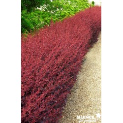 Berberis Ottawensis...