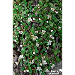 Cotoneaster Frieders...