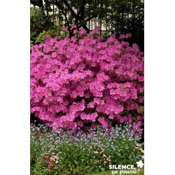 Azalea Japonica Amoena...